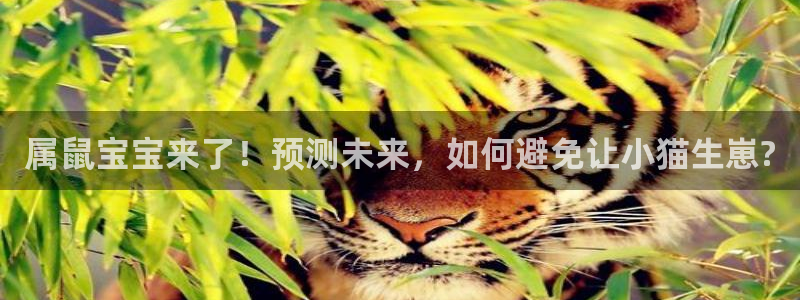 摩根娱乐游戏官网版：属鼠宝宝来了！预测未来，如何避免让小猫生崽?