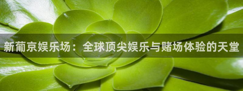 摩根娱乐分红代理计划：新葡京娱乐场：全球顶尖娱乐与赌场体验的天堂